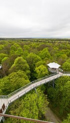 Schönstedt,_Nationalpark_Hainich,_Baumkronenpfad_--_2017_--_7458.jpg